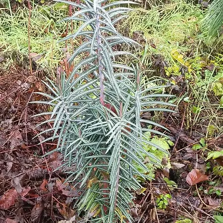 Σπίτι διακοπών La Puerta Del Sol Costa Adeje (Tenerife)