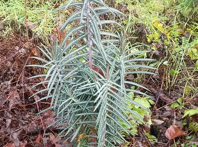 Дом отдыха La Puerta Del Sol Адехе
